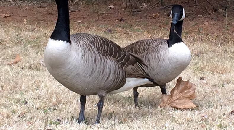 If you want to avoid a goose attack, now’s the time to make sure Canada geese don’t find a nesting place near you. State wildlife officials say geese are searching for places to raise their young. Once they nest, geese can be aggressive, chasing and biting whoever gets too close. MARK DAVIS/MRDAVIS@AJC.COM