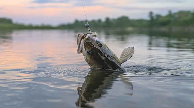 Many freshwater fish around the nation are full of 'forever chemicals', study shows