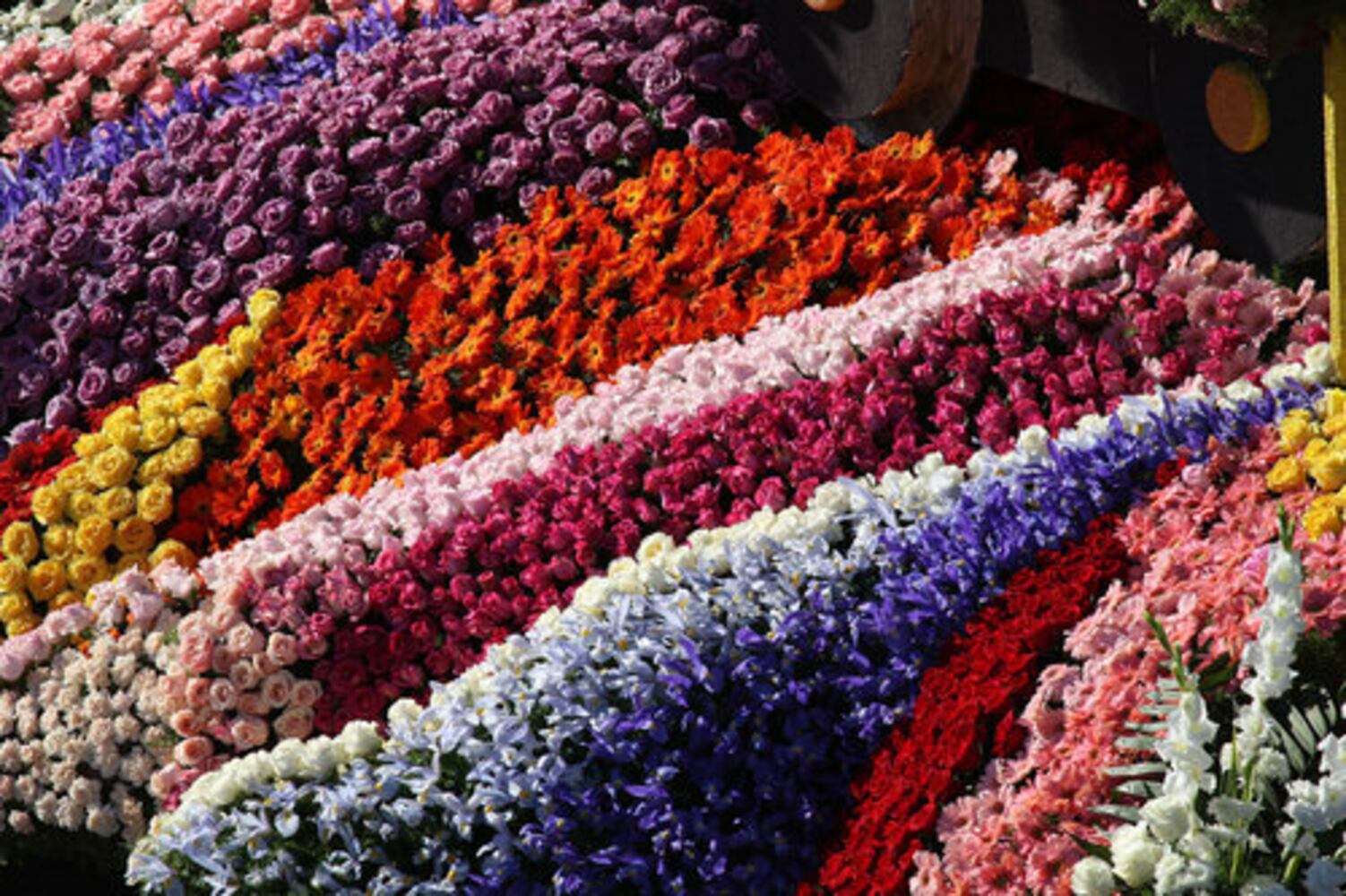 The 123rd Rose Parade