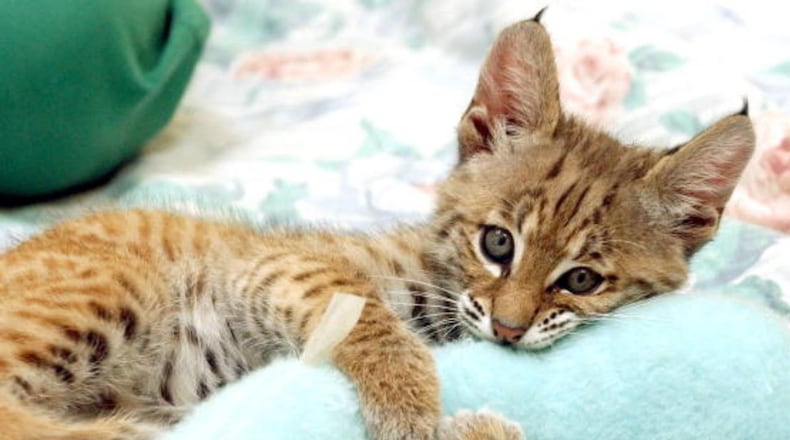 Bobcat kittens disrupted a round of golf for some Florida players when they stole a ball off the fairway.