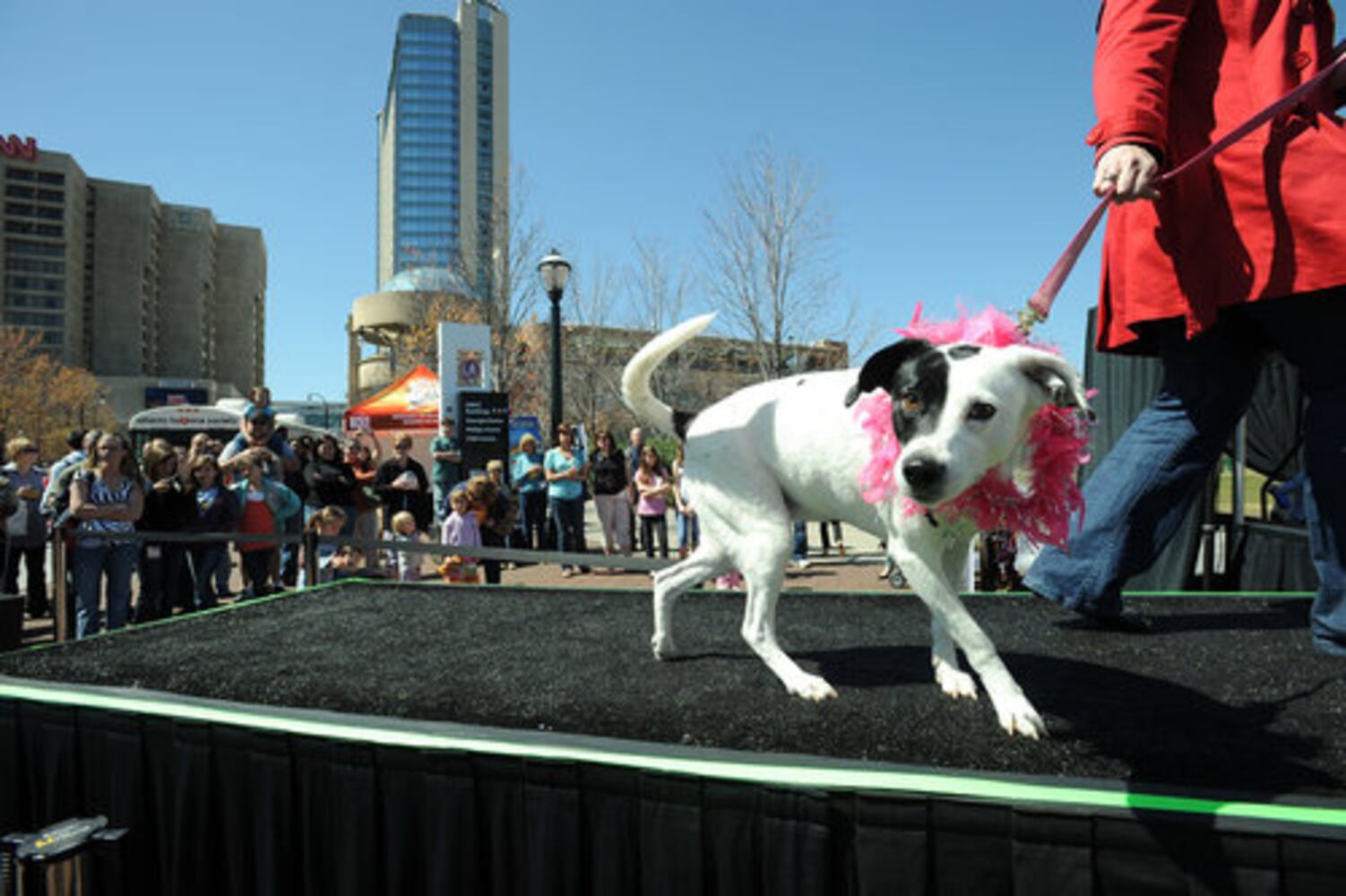 Pooches strut their stuff for Disney movie audition