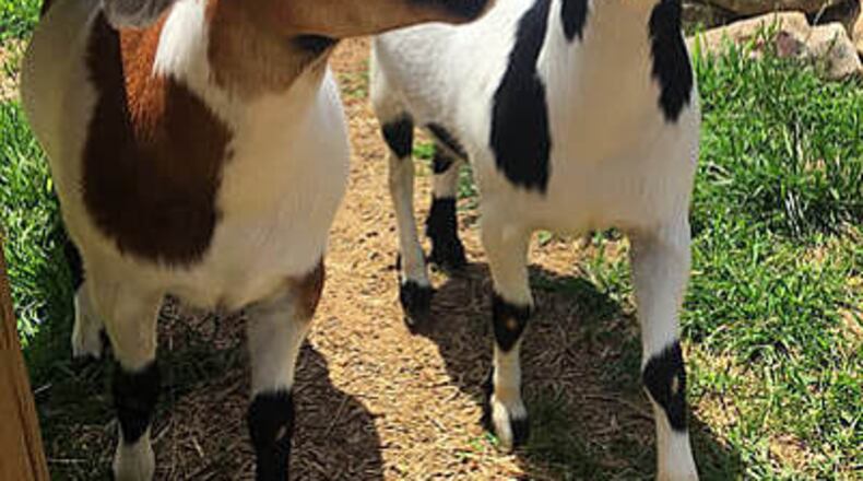 41 goats will eat vegetation at Norcross’ Pinnacle Park for five weeks.