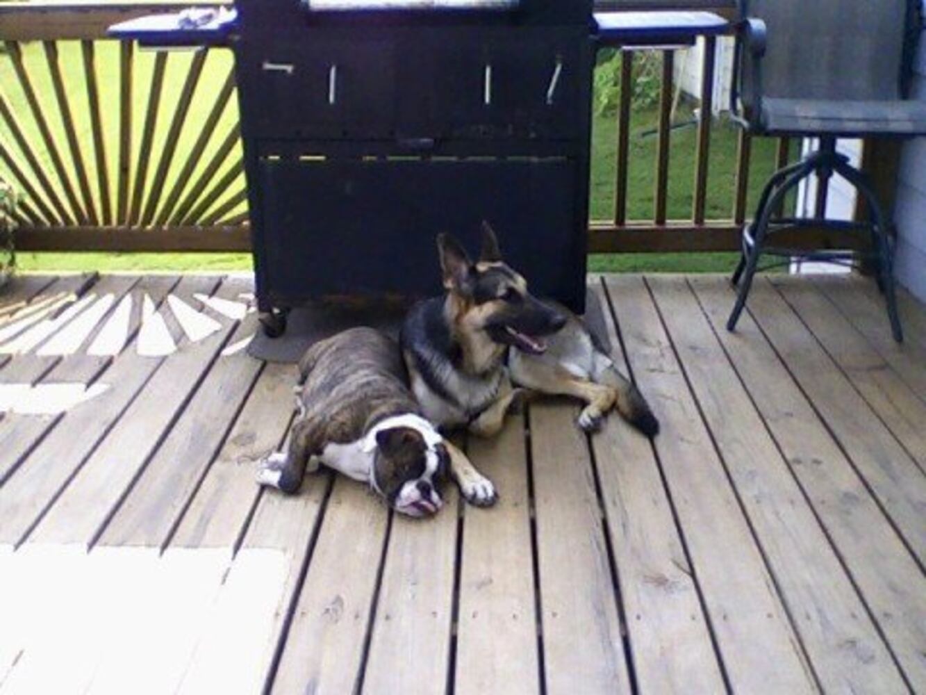 Atlanta's Top Dogs: 3. German Shepherds