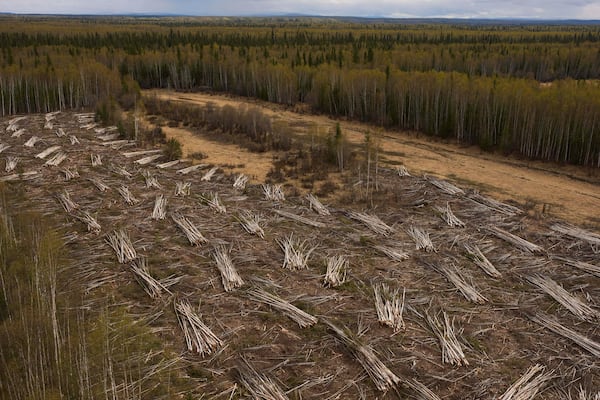 Piles of logs harvested by Sustainable Energy for Galena, Alaska, sit out to dry to be used in a biomass heating system at the Galena Interior Learning Academy, on Wednesday, May 21, 2025, in Galena. (AP Photo/John Locher)