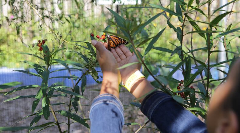 A Garden With Wings, a pollinator exhibit, will open June 18 at Smith-Gilbert Gardens in Cobb County.