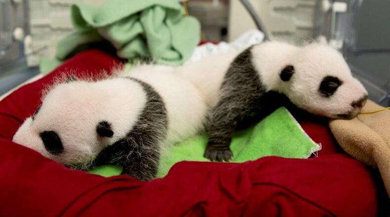 The second set of panda twins was born at Zoo Atlanta Sept. 3 and they are more than a month old, a significant milestone for cubs. Right now they are called Cub A and Cub B, but in accordance with Chinese tradition they will be named at 100 days. They were born to Lun Lun and Yang Yang, who have produced seven offspring. Photo: Zoo Atlanta