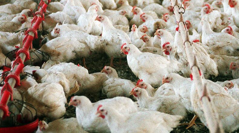 Mercy for Animals, an animal welfare group, is hoping to partner with poultry growers to bring more humane conditions for chickens and better pay for the growers. (FRANK NIEMEIR/Staff)