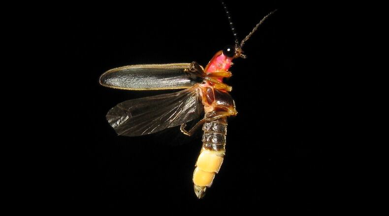 The common eastern firefly is one of the most common firefly species in Georgia, which is home to 56 species of the insects. Firefly populations are dwindling for a variety of reasons, including light pollution. CONTRIBUTED BY ART FARMER / CREATIVE COMMONS