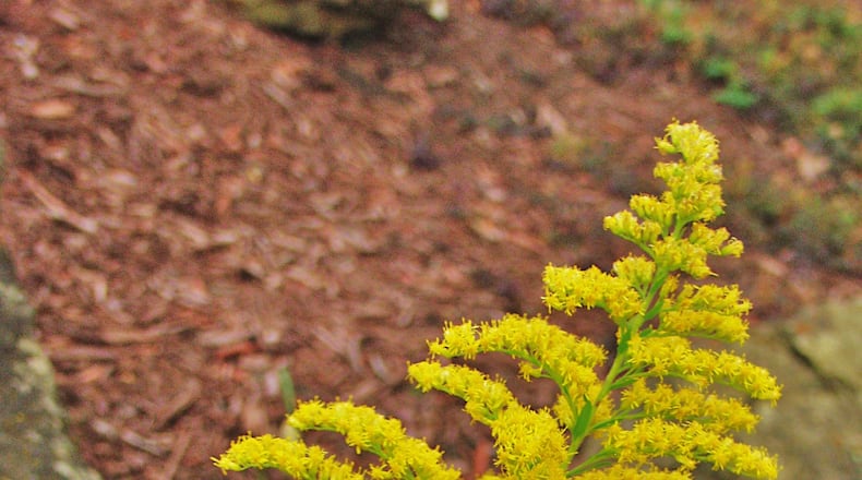 Flora Pittsburghensis