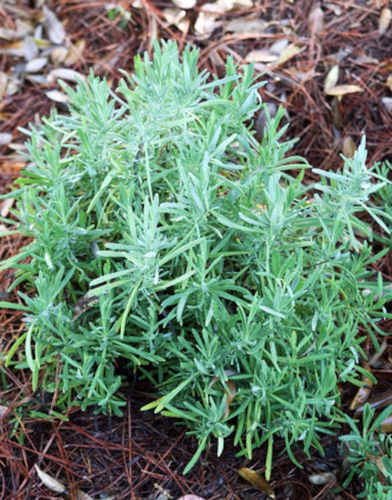 Arthur Blank's garden featured on tour