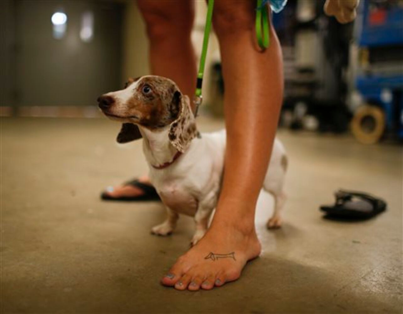 Labor Day Wiener Dog Wars