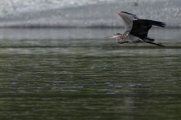 A great blue heron flies above the Klamath River, Thursday, Sept. 19, 2024, in Humboldt County, Calif. (AP Photo/Godofredo A. Vásquez)