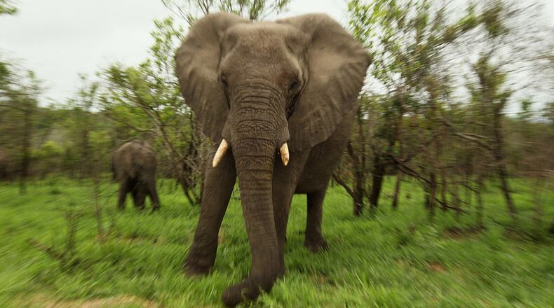File photo. (Photo by Warren Little/Getty Images)