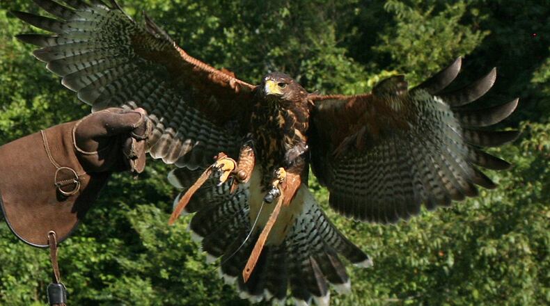 I mean, just look at that falcon.