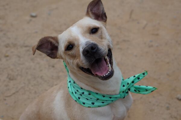 Vicki, a female 3-year-old, is available at Fulton County Animal Services through ID # A490535.