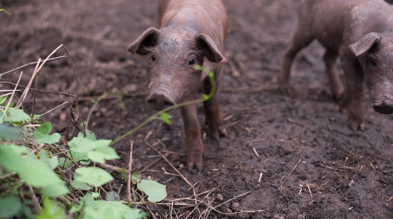 White Oak Pastures is now selling Iberian pork. / Photo by Backlight Photography
