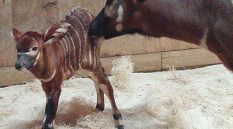 A baby eastern bongo was among two births Wednesday at Zoo Atlanta. (Credit: Zoo Atlanta)