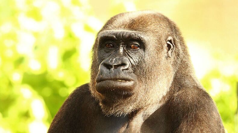 A western lowland gorilla, similar to the one pictured, reportedly threw a block of wood into a crowd at Audubon Zoo, injuring a pregnant woman. (Photo by Brendon Thorne/Getty Images)