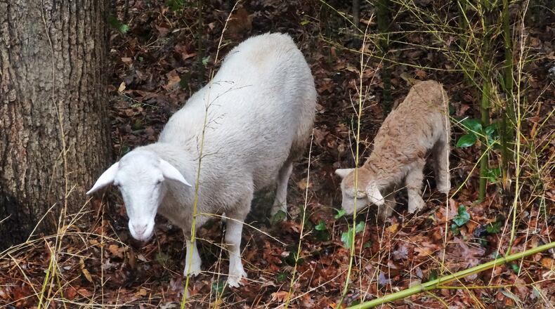 An ewe and her lamb munch on invasive bamboo and English ivy in the backyard woods of Charles Seabrook in north DeKalb County. They are part of a flock of sheep whose temporary grazing clears the woods of unwanted vegetation to make way for native species. (Charles Seabrook for The Atlanta Journal-Constitution)
