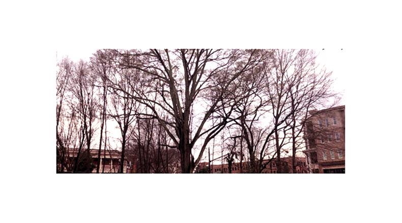 A larger water oak in downtown Alpharetta has been found seriously weakened by disease and will be removed by the city in February. CITY OF ALPHARETTA