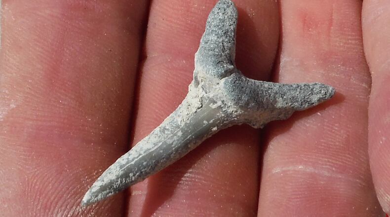 Shark teeth, common in Georgia’s Coastal Plain, are sought-after fossils for collectors. Photo courtesy of the Georgia Mineral Society.