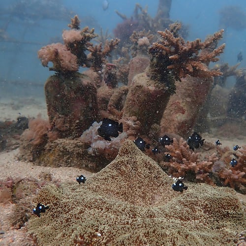 FILE - Fish swim near coral on the ocean bed near Shimoni, Kenya, June 13, 2022. (AP Photo/Brian Inganga, File)
