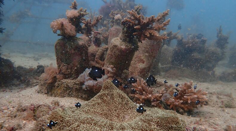 FILE - Fish swim near coral on the ocean bed near Shimoni, Kenya, June 13, 2022. (AP Photo/Brian Inganga, File)