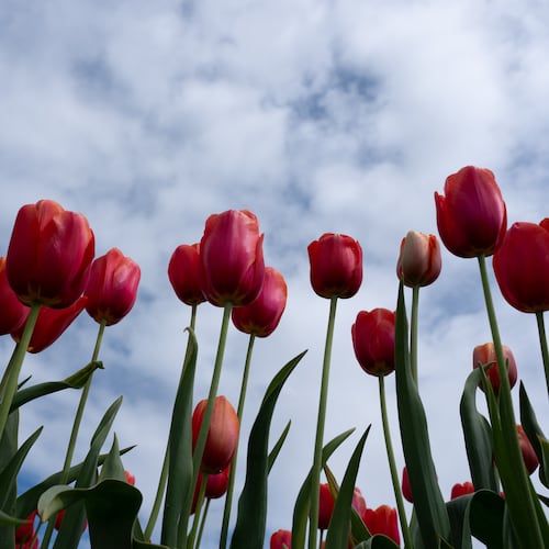 FILE - Tulips stand at the Wooden Shoe Tulip Farm in Woodburn, Ore., April 11, 2026. (AP Photo/Jenny Kane, File)
