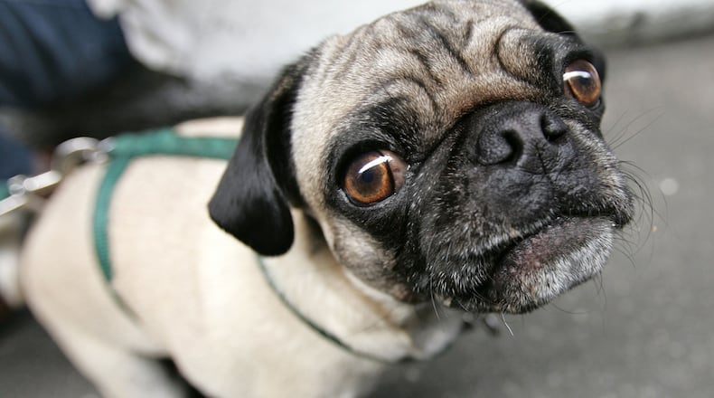 NEW YORK - JUNE 13: 'Ellsworth,' a two-year-old Pug, sits before the start of a dog fashion show in New York City. A blind pug named Baboo (not pictured) is getting attention for a video in which his owner finds him napping in a baby seat. (Photo by Craig Allen/Getty Images)