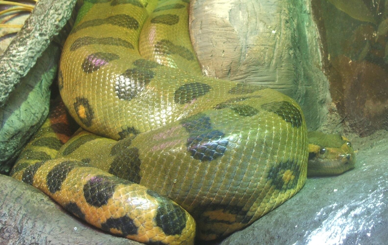 green anaconda