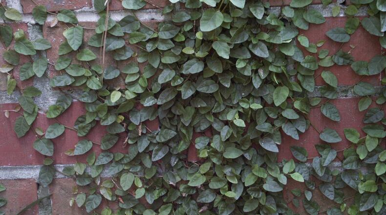 Creeping fig is an attractive wall-covering. WALTER REEVES