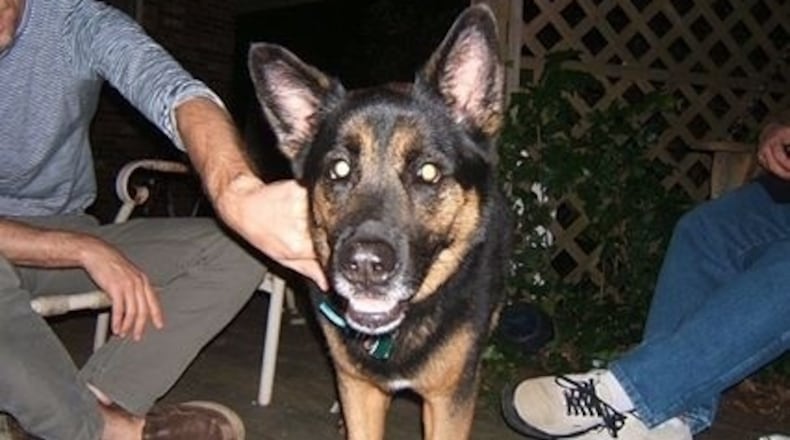 Doctor, a 9-year-old German Shepherd, was shot in the face by Officer David Anthony Pitts near Decatur on July 24, 2014. (Photo from gofundme.com)