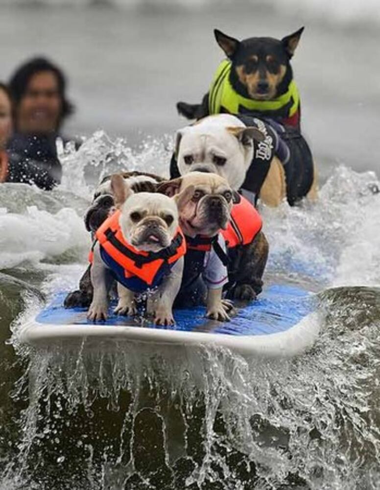 Surfer dogs shoot the curl at contest