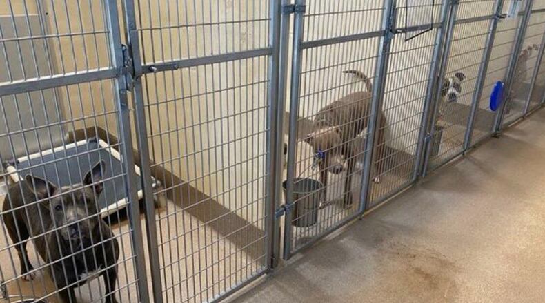 Overcrowded animal shelters ask for help to find homes for dogs, remain ‘no kill’ shelters
