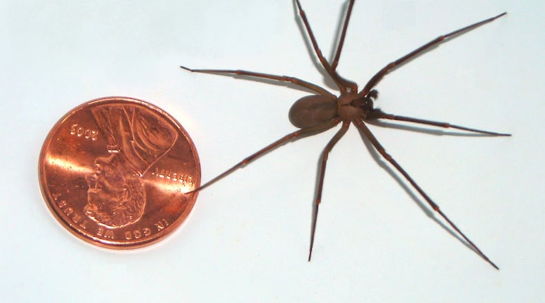 The brown recluse spider in relation to a penny.
