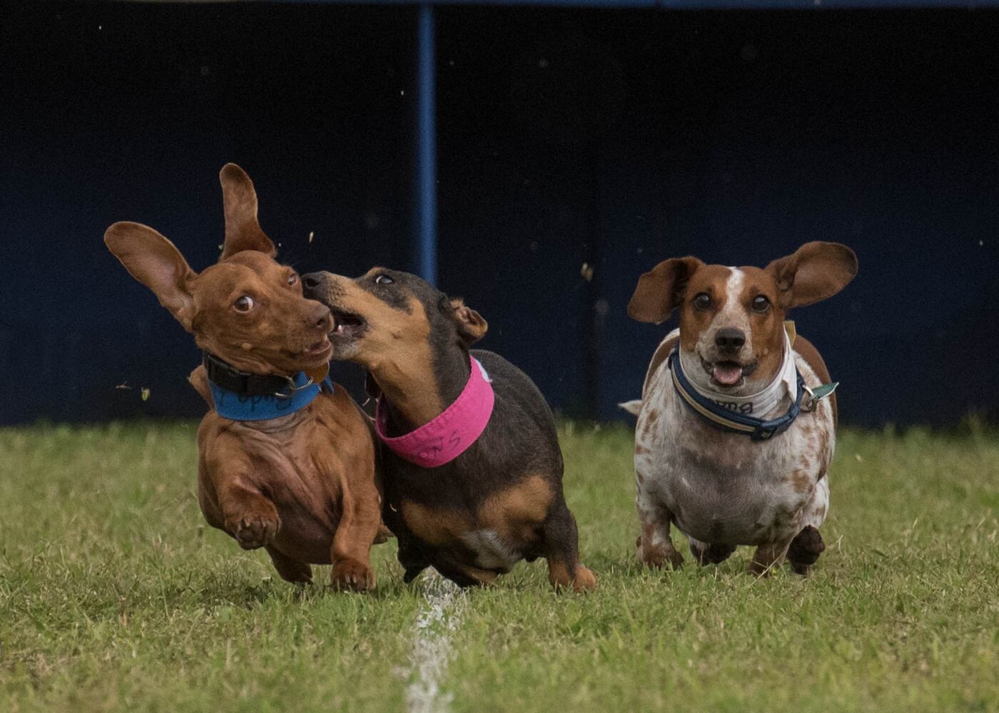 19th Annual Buda Wiener Dog Races, 04.24.16