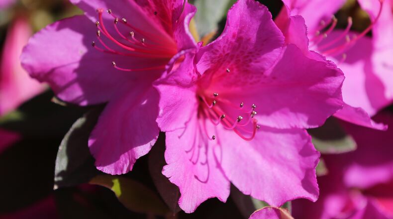 The azaleas are in full bloom by the first fairway for the Masters at Augusta National Golf Club on Sunday, April 1, 2018, in Augusta.  Curtis Compton/ccompton@ajc.com