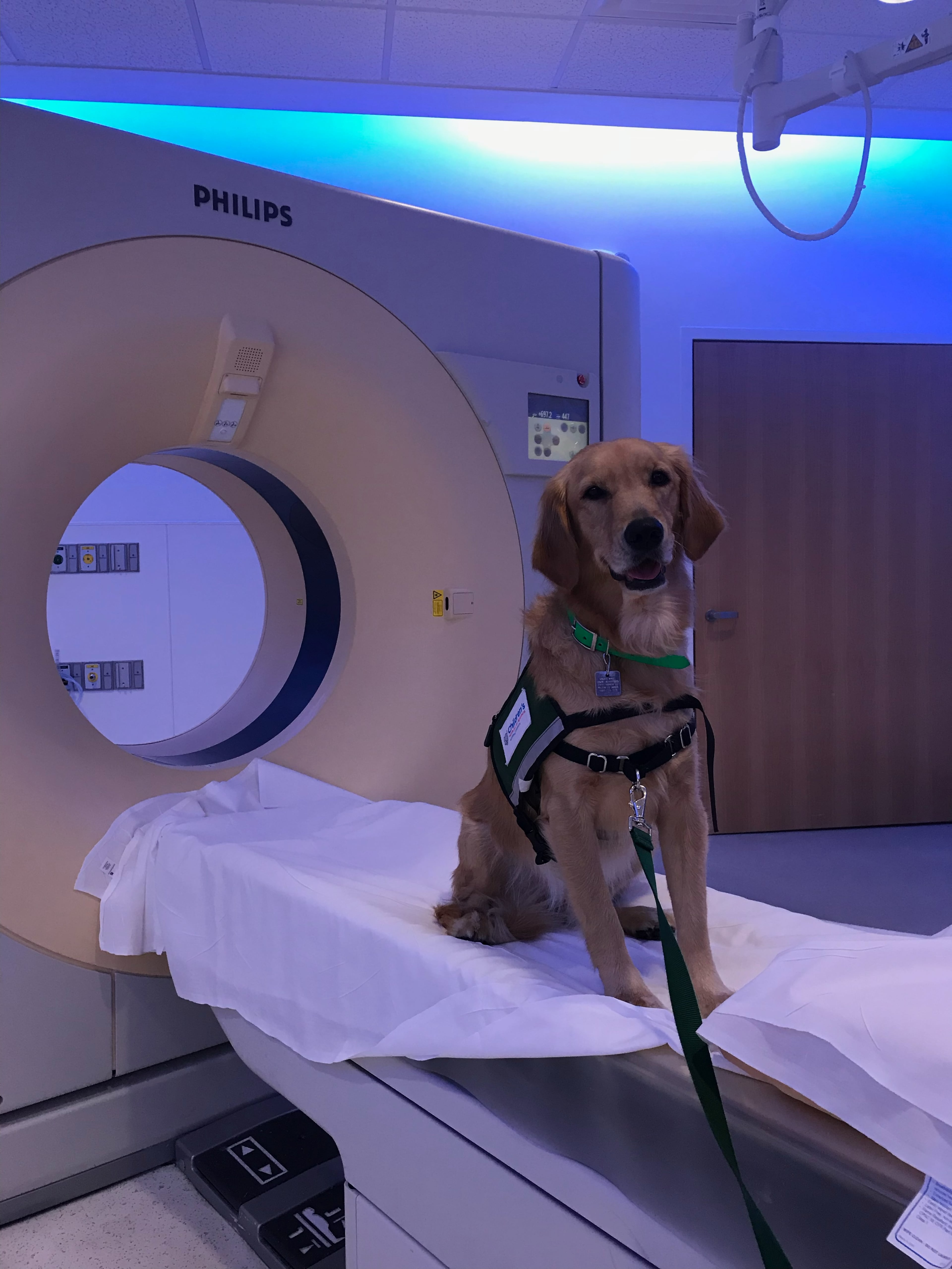 Nugget sits next to an MRI machine at the Wellstar Children's Hospital of Georgia in Augusta. (Courtesy of Wellstar Children's Hospital of Georgia)