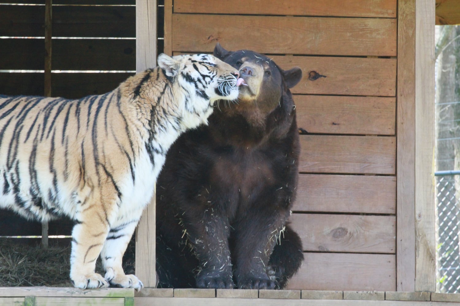 Noahs Ark Animal Sanctuary