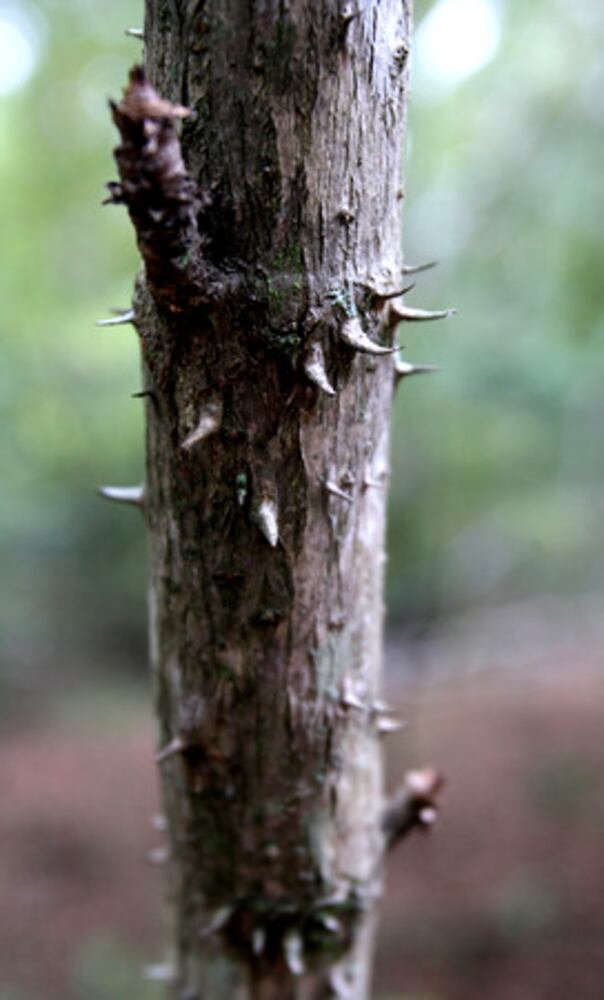 Tour the Thompson Mills Forest