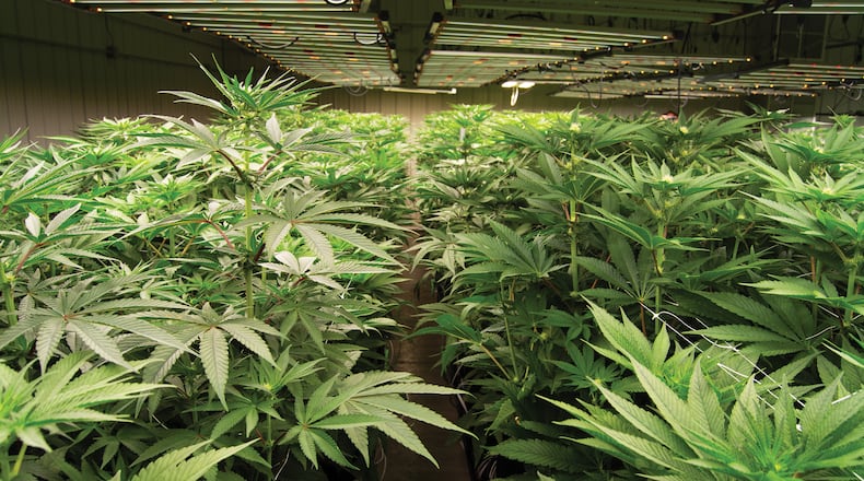 Marijuana plants are ready for harvest in Botanical Sciences' 100,00-square-foot greenhouse in Glennville. Botanical Sciences is one of two companies now approved to begin selling the drug in Georgia for medicinal purposes.