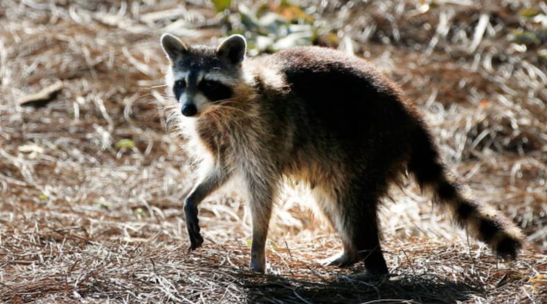 A pet raccoon was euthanized after it attacked two children in a Michigan town.