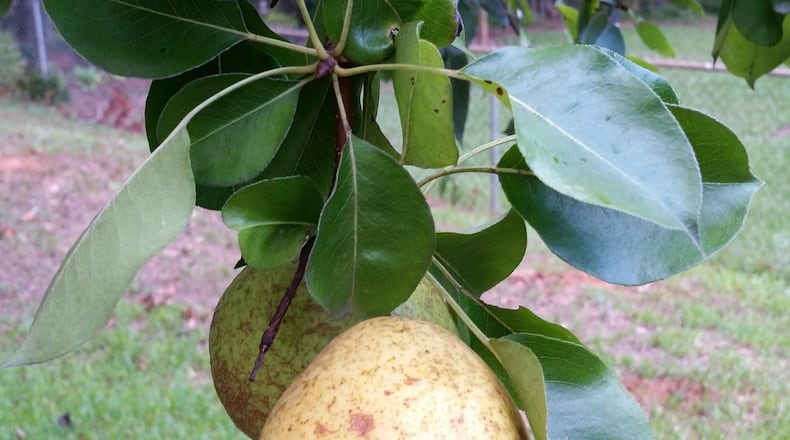 It's important to choose the correct variety of fruit trees for an orchard. For instance, 'Bartlett' pear doesn't grow well because of disease. 'Orient,' on the other hand, works great in Georgia.