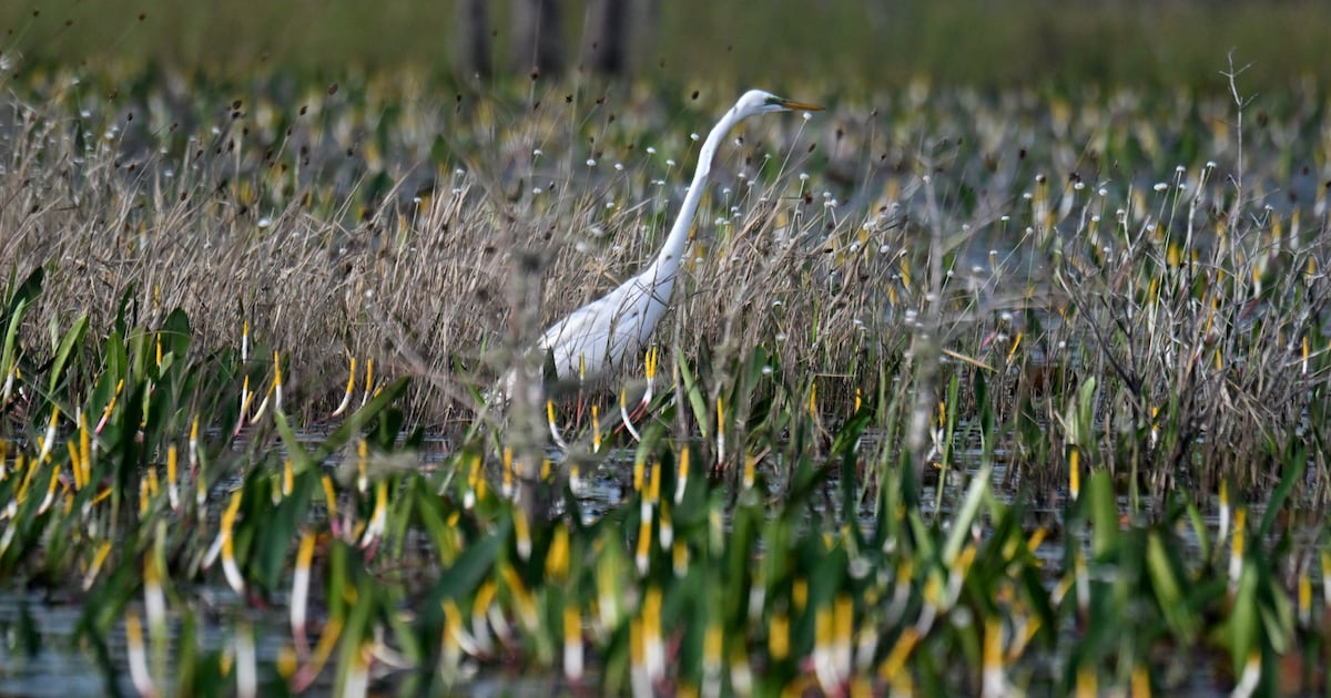 How an unlikely coalition kept a mine away from Georgia’s Okefenokee Swamp