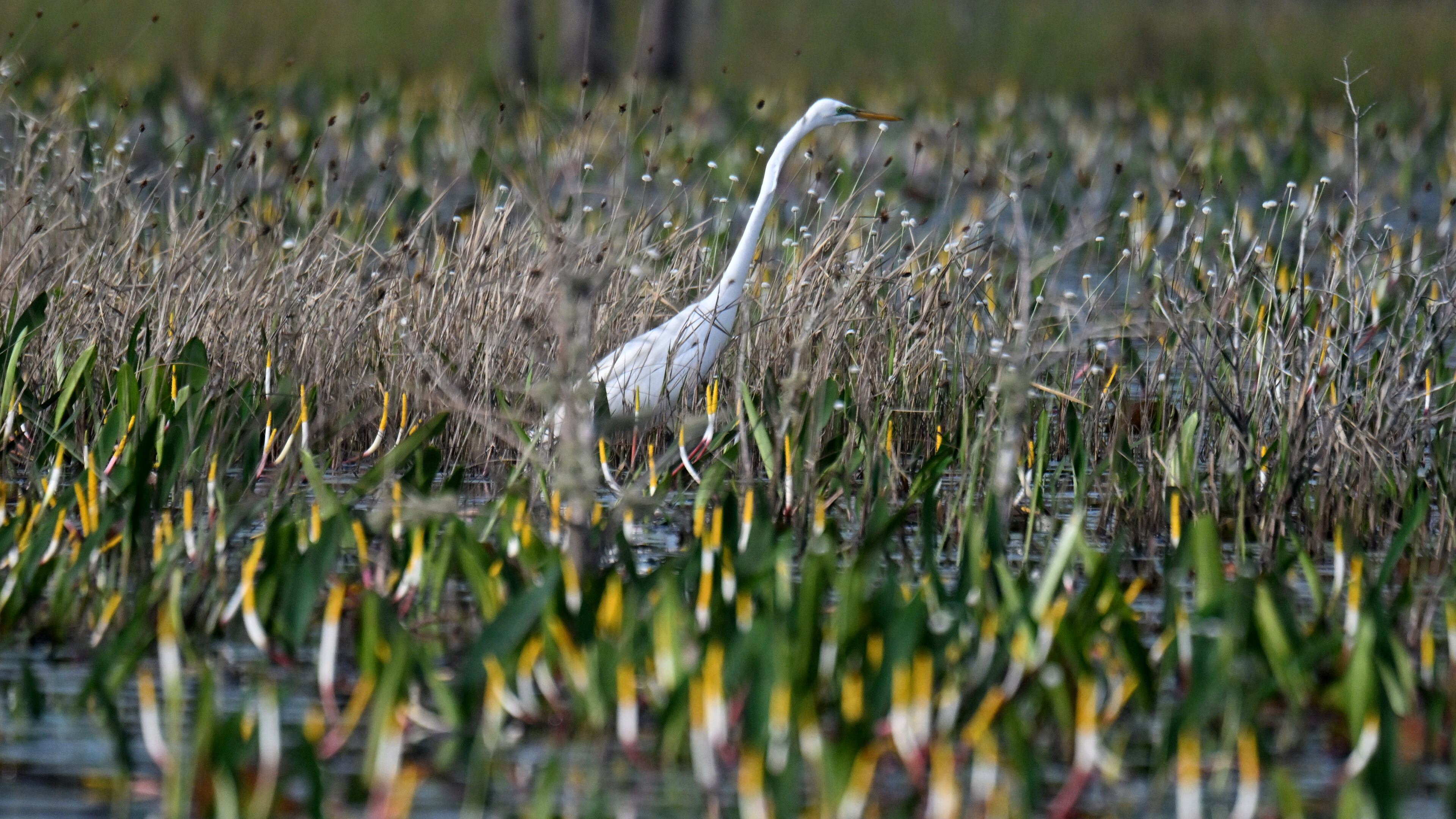 A great egret moves through the Okefenokee Swamp in Folkston. There aren’t many places left on Earth like Georgia's Okefenokee. (Hyosub Shin/AJC 2024)