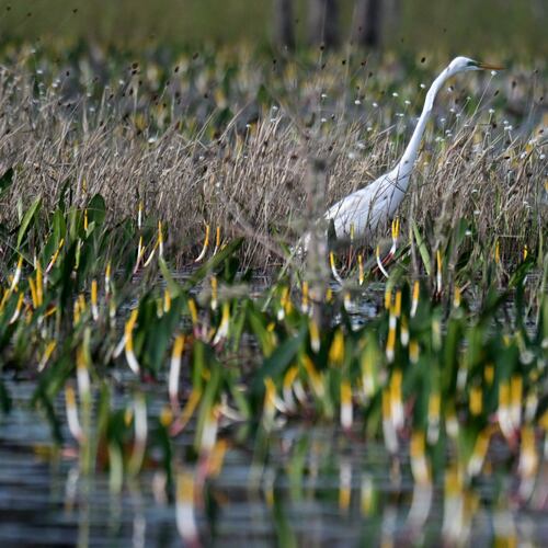 A great egret moves through the Okefenokee Swamp in Folkston. There aren’t many places left on Earth like Georgia's Okefenokee. (Hyosub Shin/AJC 2024)