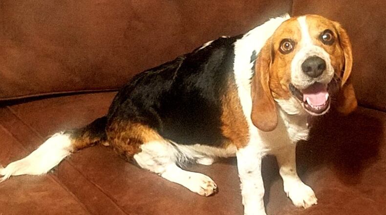 People interested in adopting a dog that’s being fostered through Fulton and DeKalb Animal Services can bring one home to get acquainted Nov. 20-27.
The temporary stays are part of Lifeline’s fourth annual Home for the Pawlidays program.