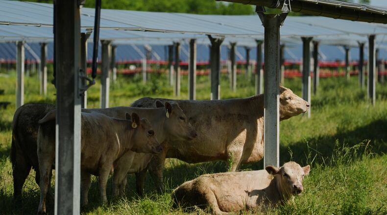 A cow, back right, scratches on a support beam of a solar panel Tuesday, April 28, 2026, at a farm in Christiana, Tenn. (AP Photo/Joshua A. Bickel)
