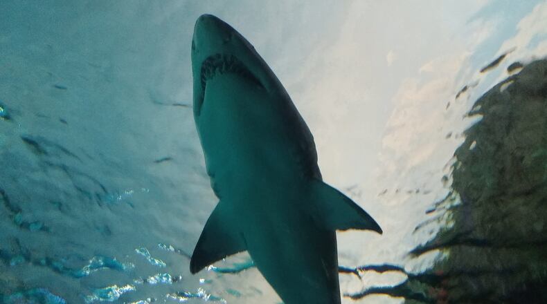 A surfer at a Florida beach caught more than waves Tuesday after he landed on and was bitten by a 6-foot shark, according to Volusia County lifeguards.