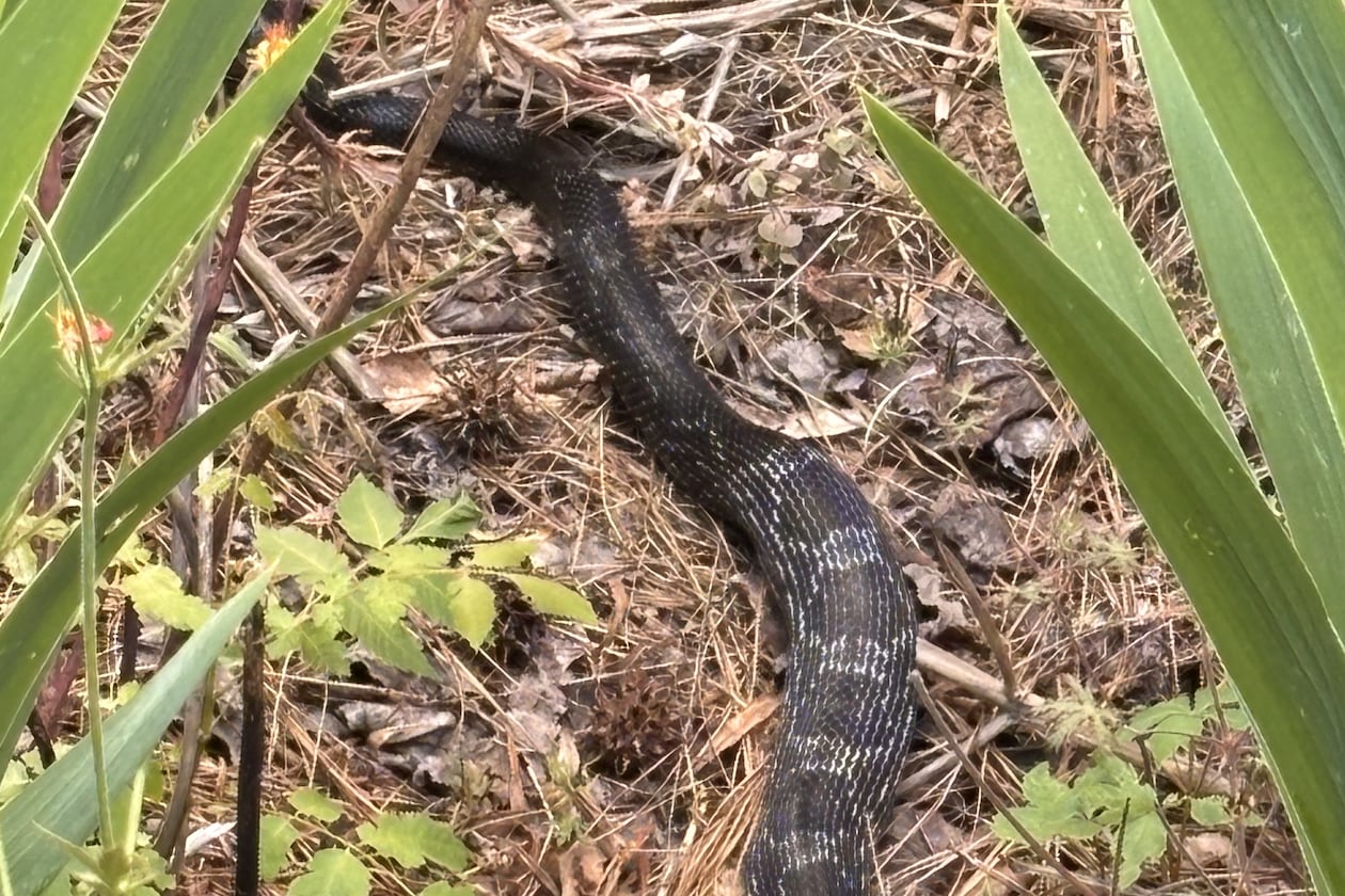 This gray rat snake is doing his part to remove chipmunks from a flower garden. The chipmunks were digging holes that dried out the flower roots. (Courtesy of Robert Reeves)